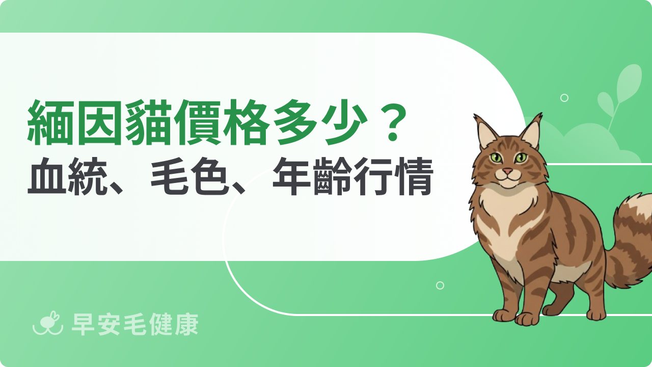 緬因貓價格多少?血統、毛色、年齡怎麼影響緬因貓價錢?