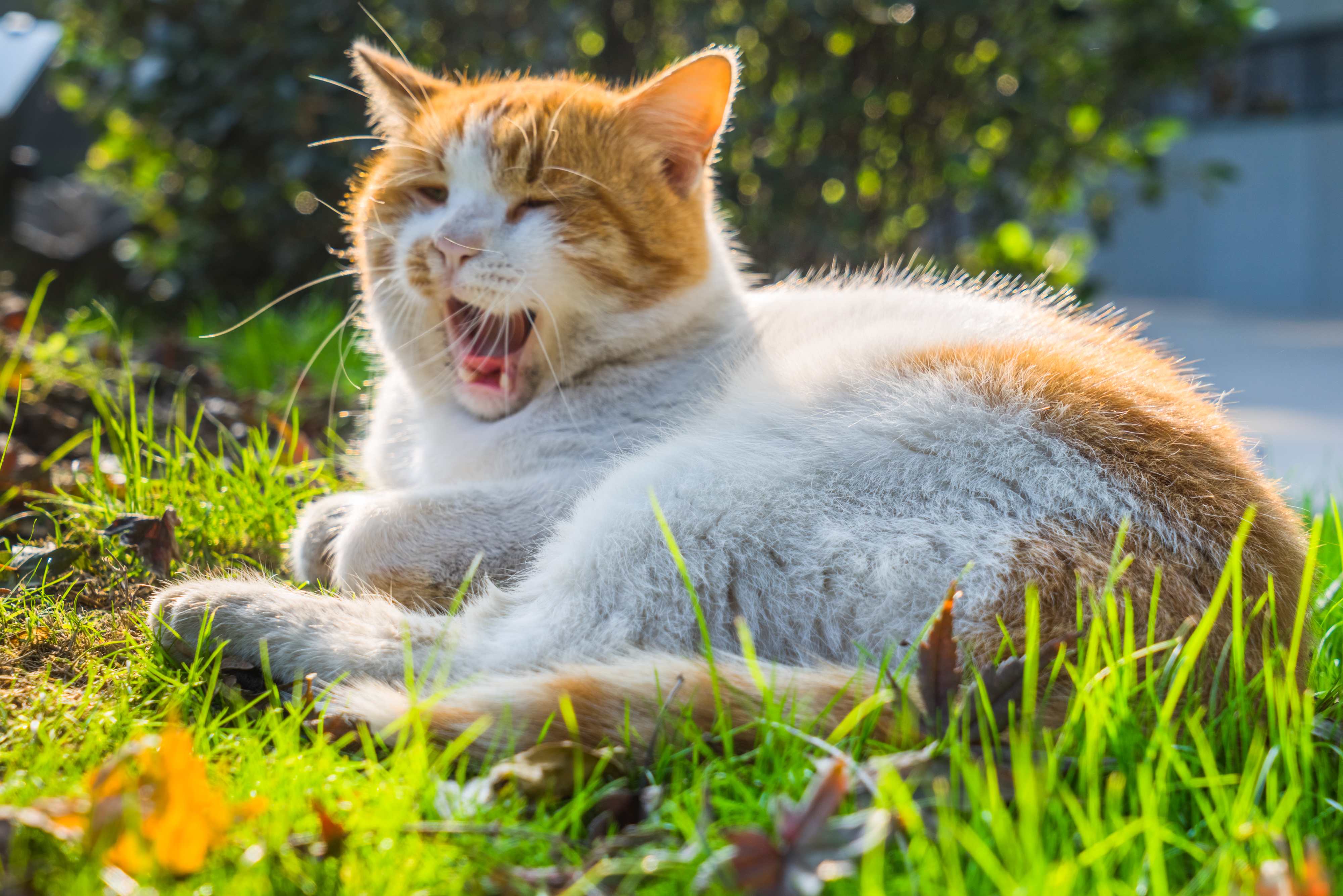 19.cat-sneezing-2