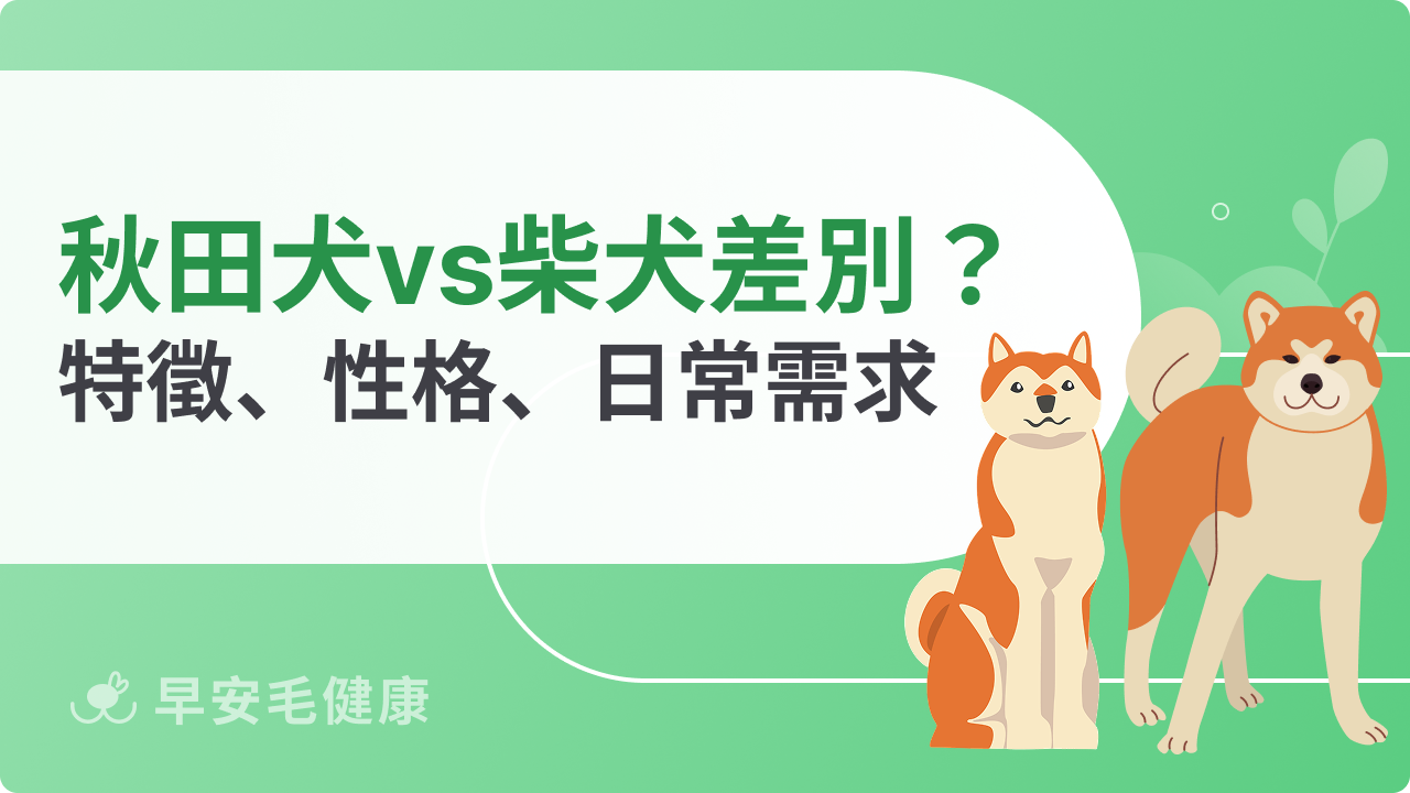 秋田犬 vs 柴犬差別有哪些?特徵、性格、日常需求全面分析