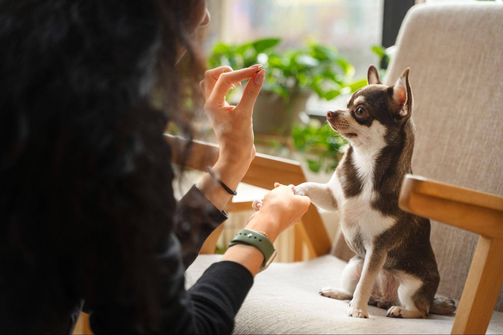 34. AI - dog-desensitization-training-1