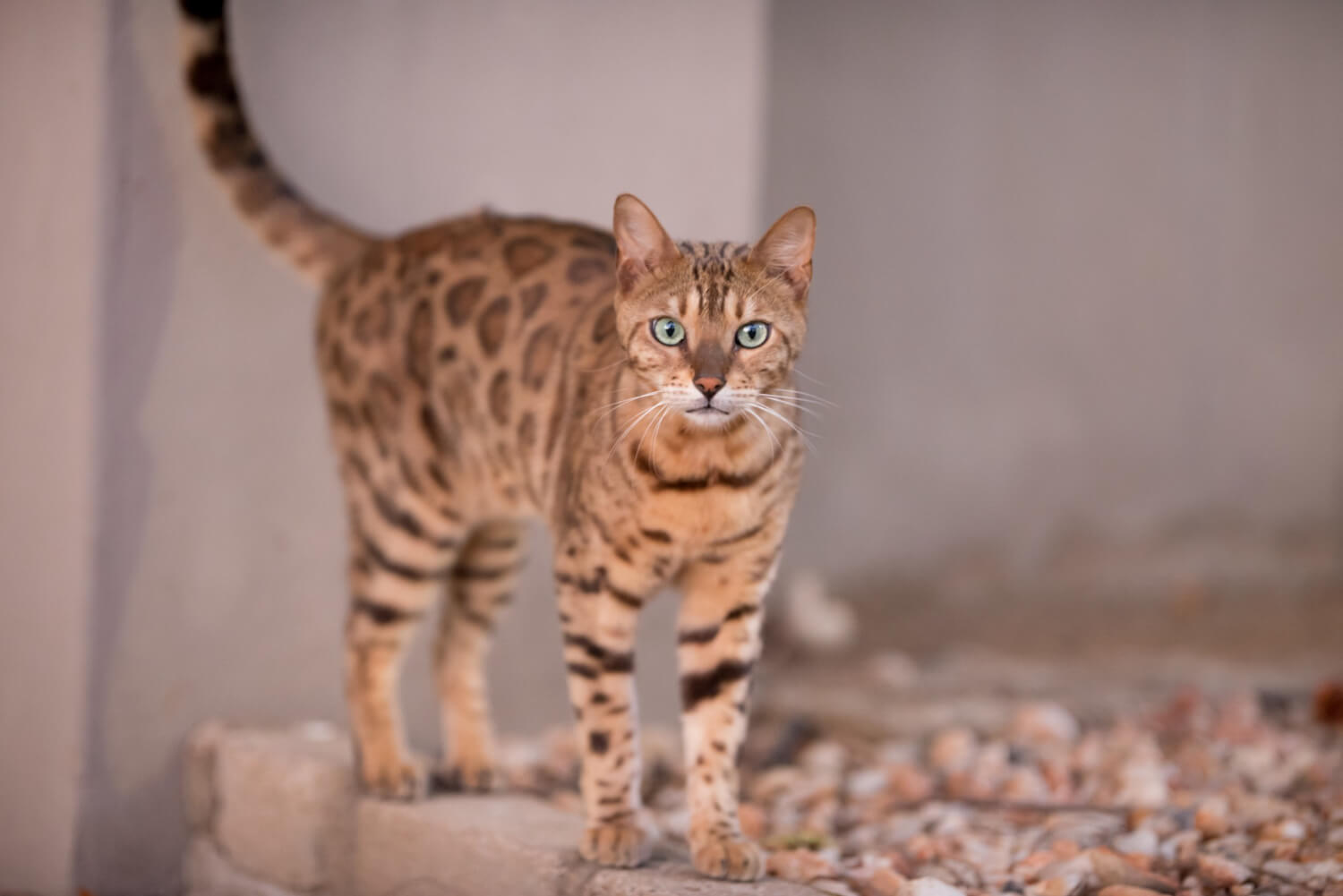 39. bengal-cat-guide-1