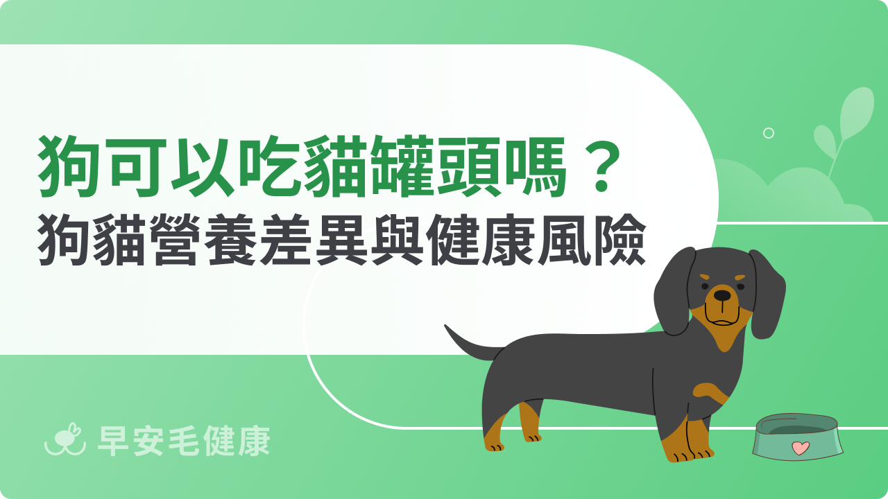 狗可以吃貓罐頭嗎?完整解析狗貓營養需求差異與健康風險