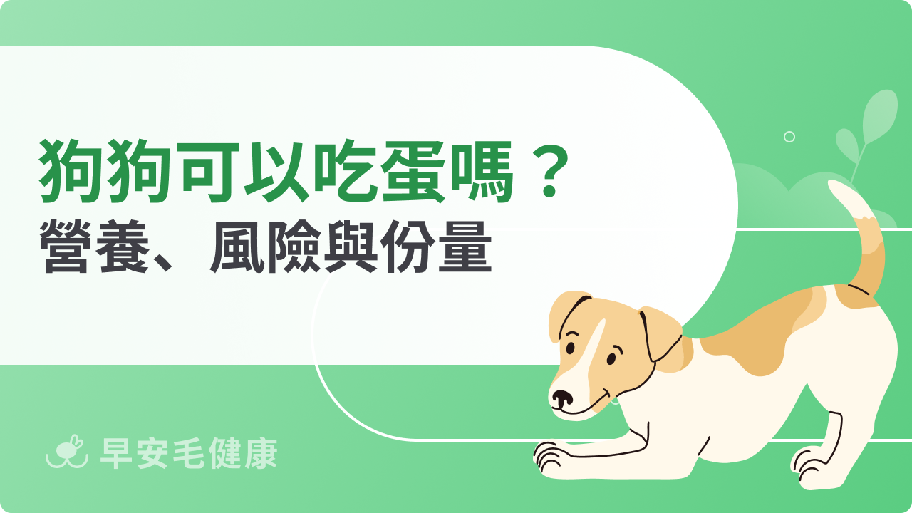 狗狗可以吃蛋嗎?營養、風險與份量一次搞懂