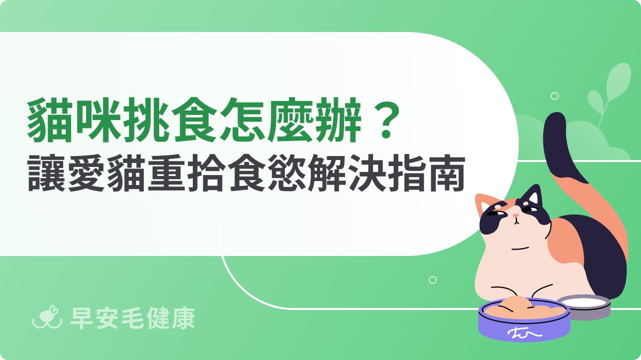 貓咪挑食怎麼辦?7大解決方法讓愛貓重拾食慾