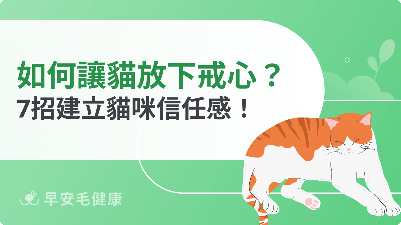 如何讓貓放下戒心?7招建立貓咪信任感!