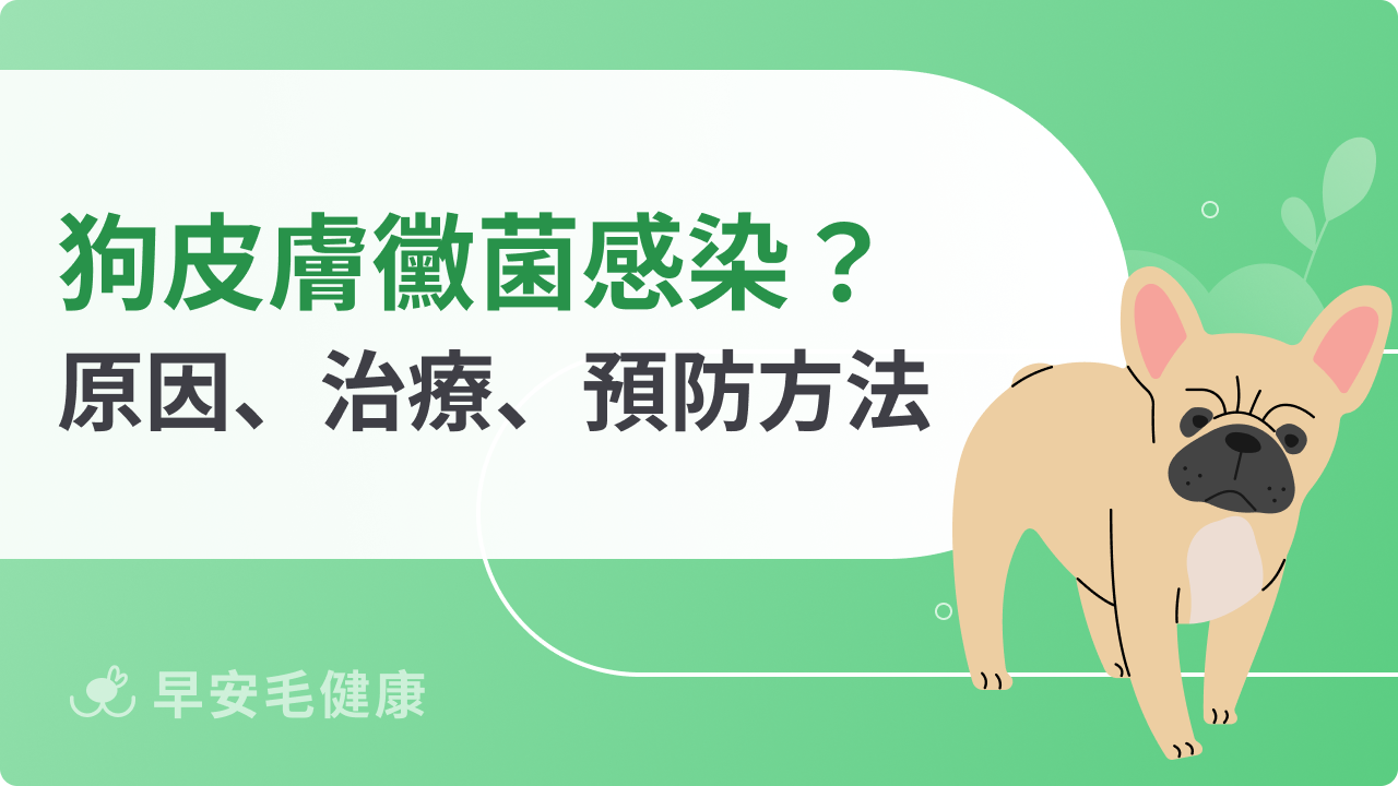 狗皮膚黴菌感染怎麼辦?感染原因、治療方式、預防方法一次看!