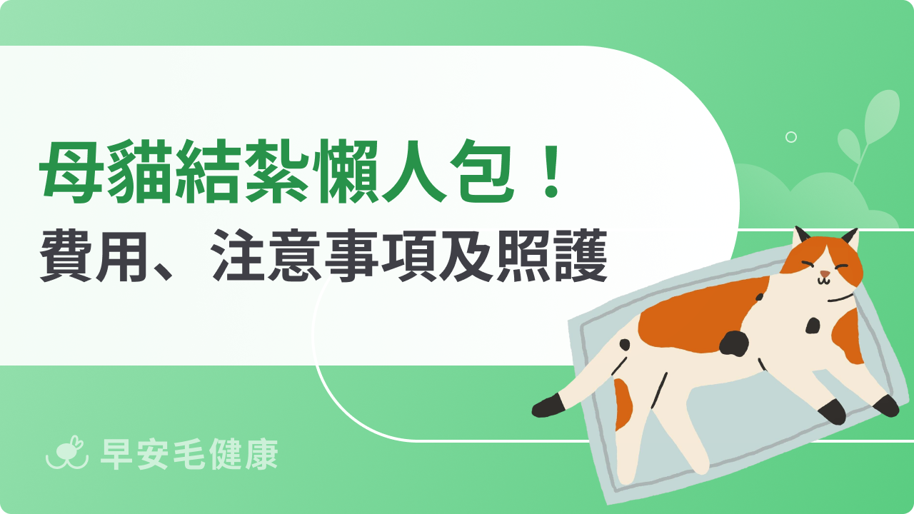 母貓結紮指南!母貓結紮費用要多少?結紮照顧、恢復期一次看!