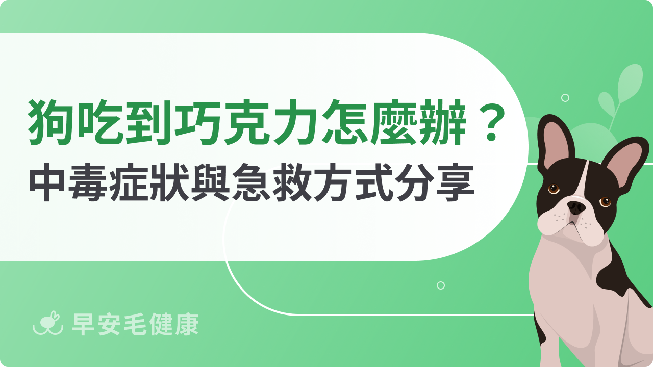 狗狗不小心吃到一點點巧克力?黃金處理3步驟與就醫時機
