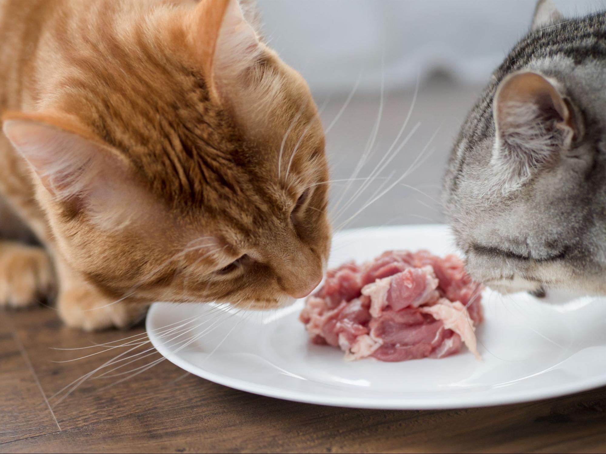 129. AI - cats-eat-raw-food-1
