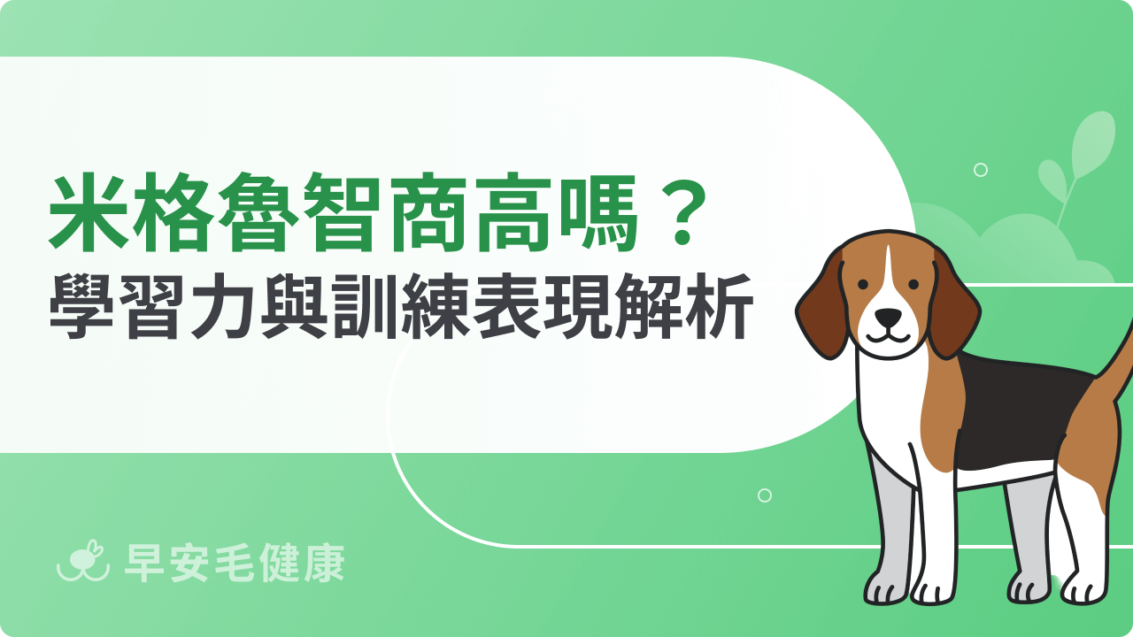米格魯智商與訓練關係解密！為什麼聰明卻不輕易「服從」？