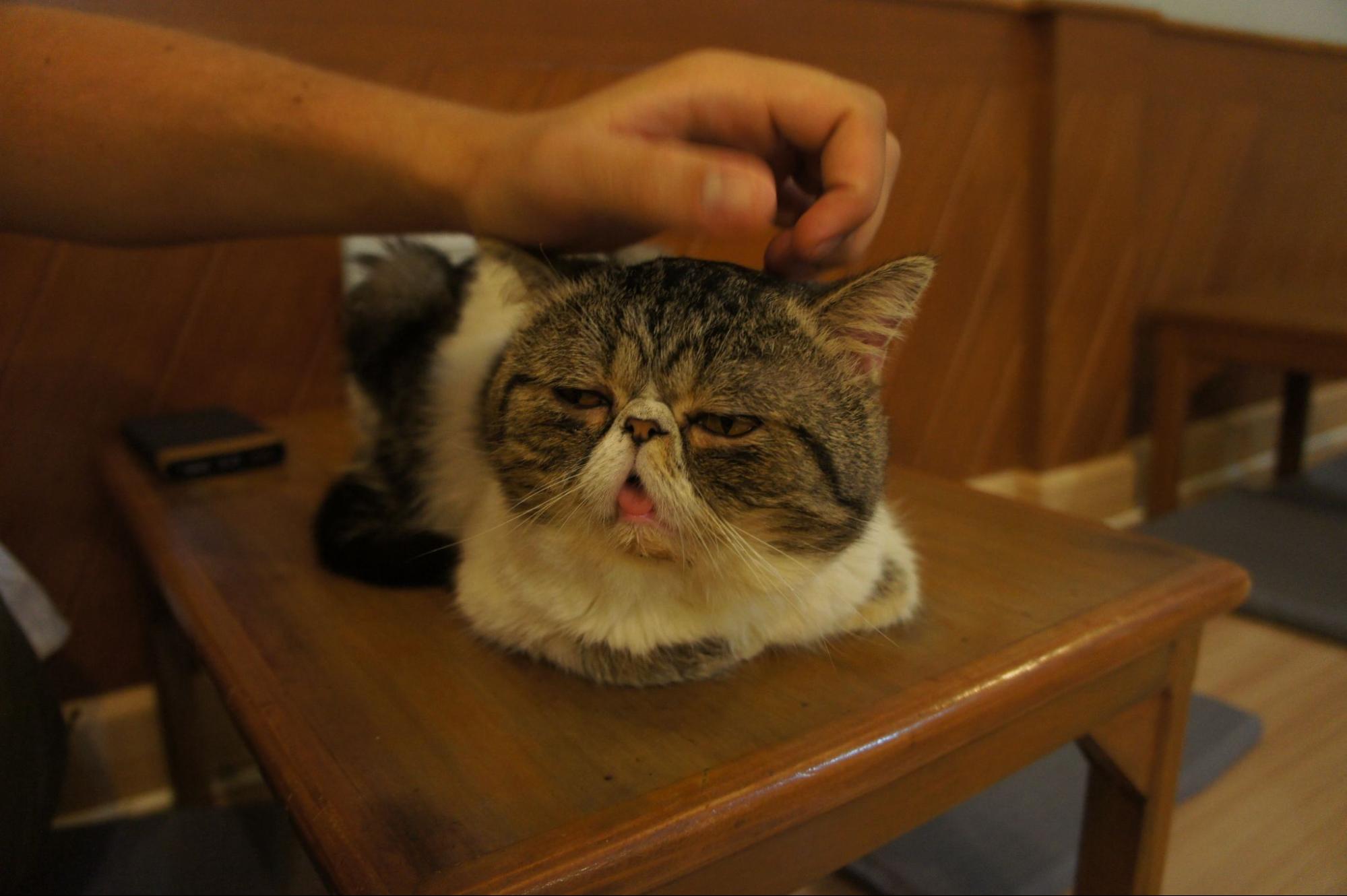75. AI - signs-your-cat-is-sick-1