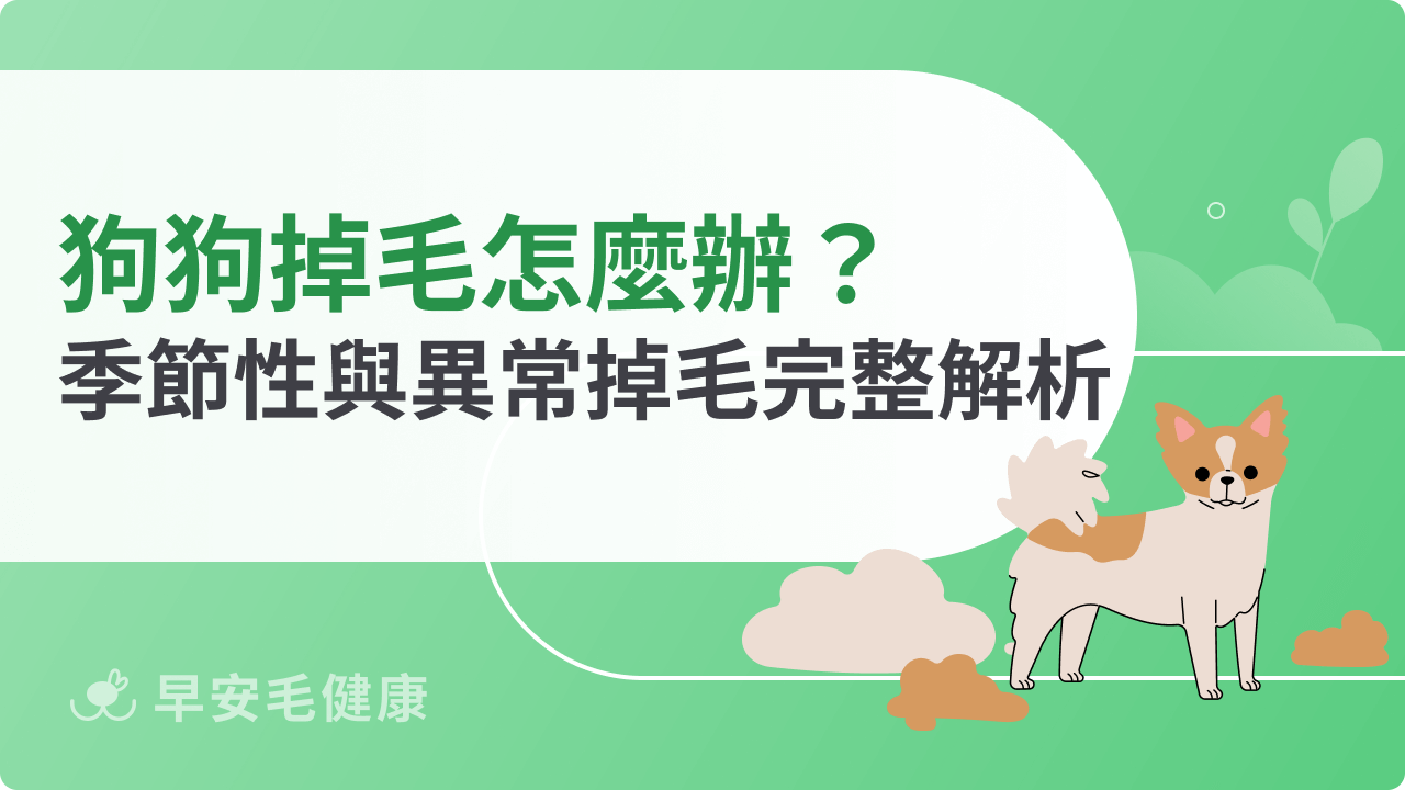 狗狗掉毛怎麼辦?季節性與異常掉毛完整解析