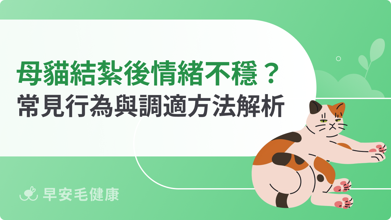 母貓結紮後情緒不穩?常見焦躁、依賴行為與調適方法解析