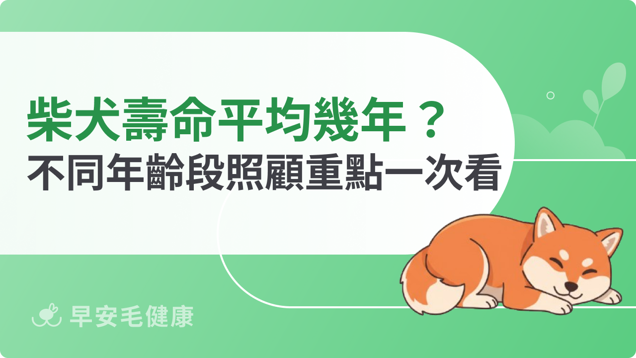 柴犬壽命平均幾年?不同年齡段照顧重點一次看