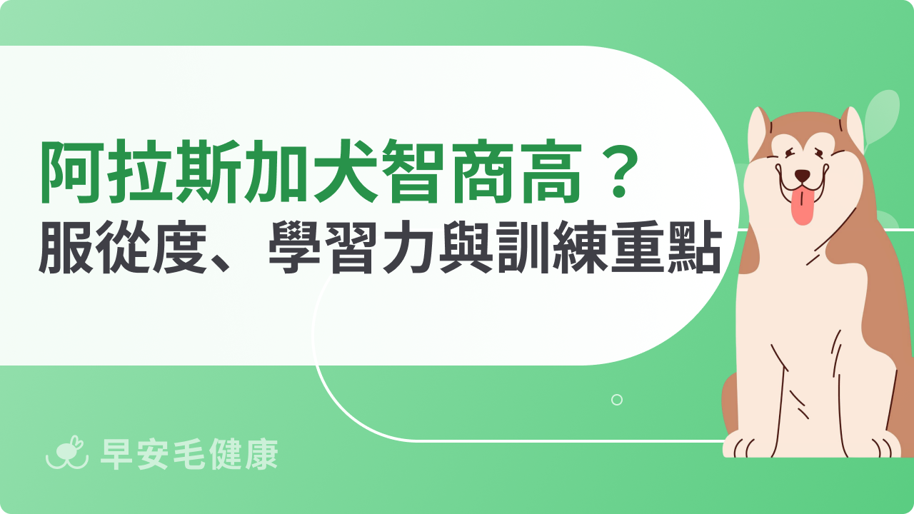 阿拉斯加犬智商高嗎?服從度、學習力與訓練重點一次解析