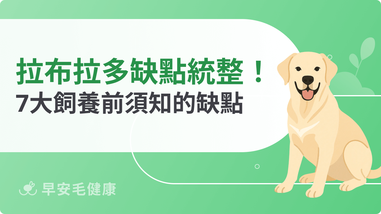 拉布拉多缺點一次看！食量驚人＋健康風險該如何應對？