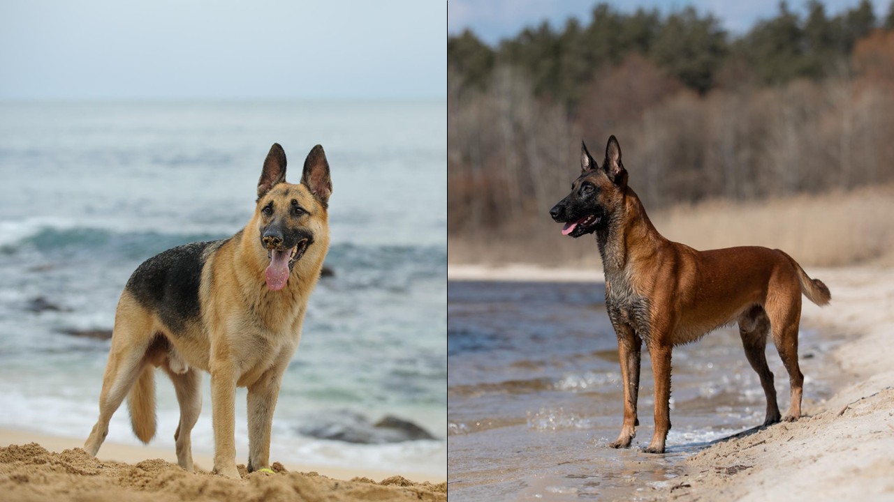 瑪蓮萊犬 德國牧羊犬