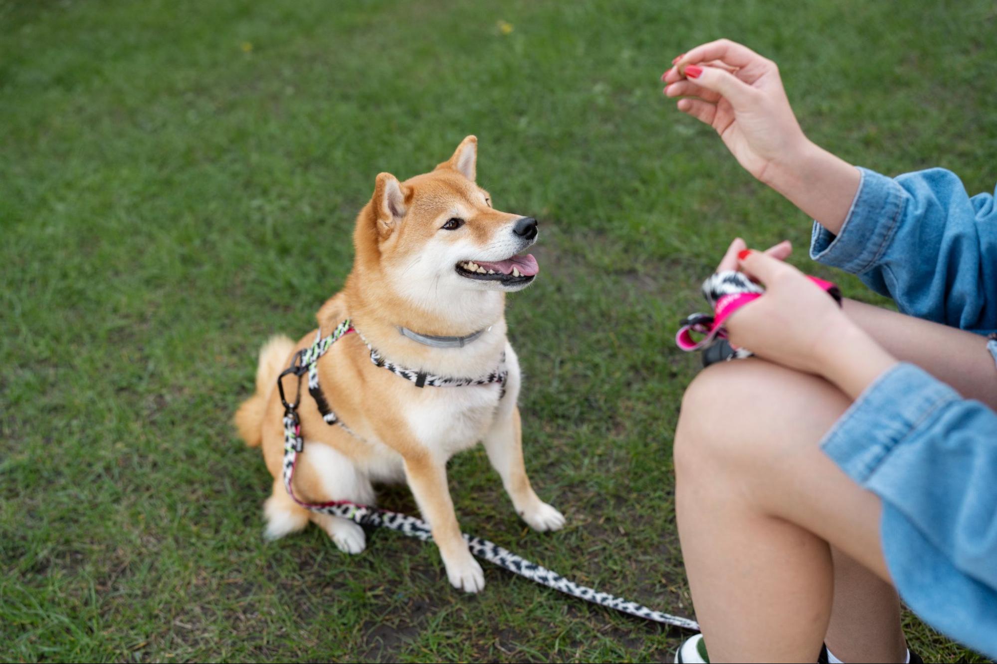 65. AI - dog-habits-1
