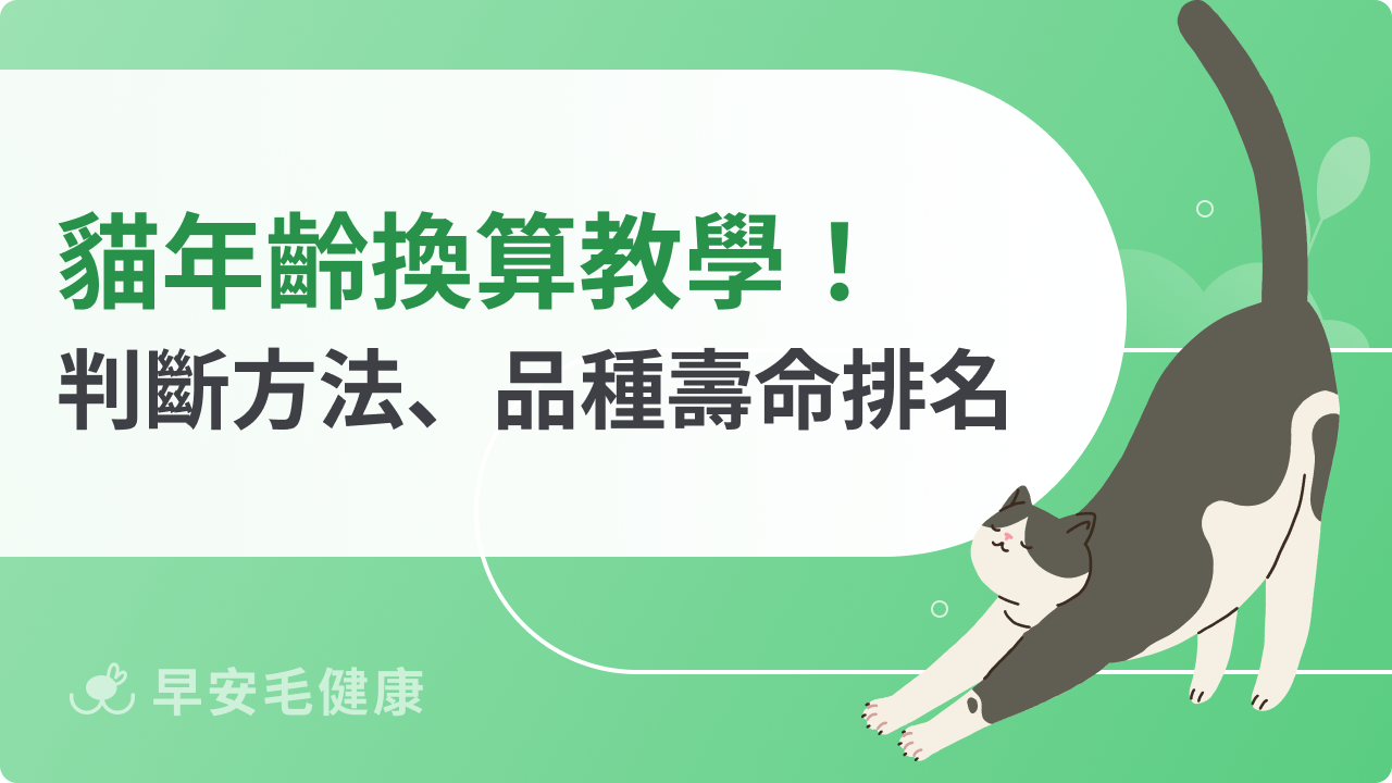 貓咪年齡換算怎看?貓幾歲算老?貓年齡對照表解析