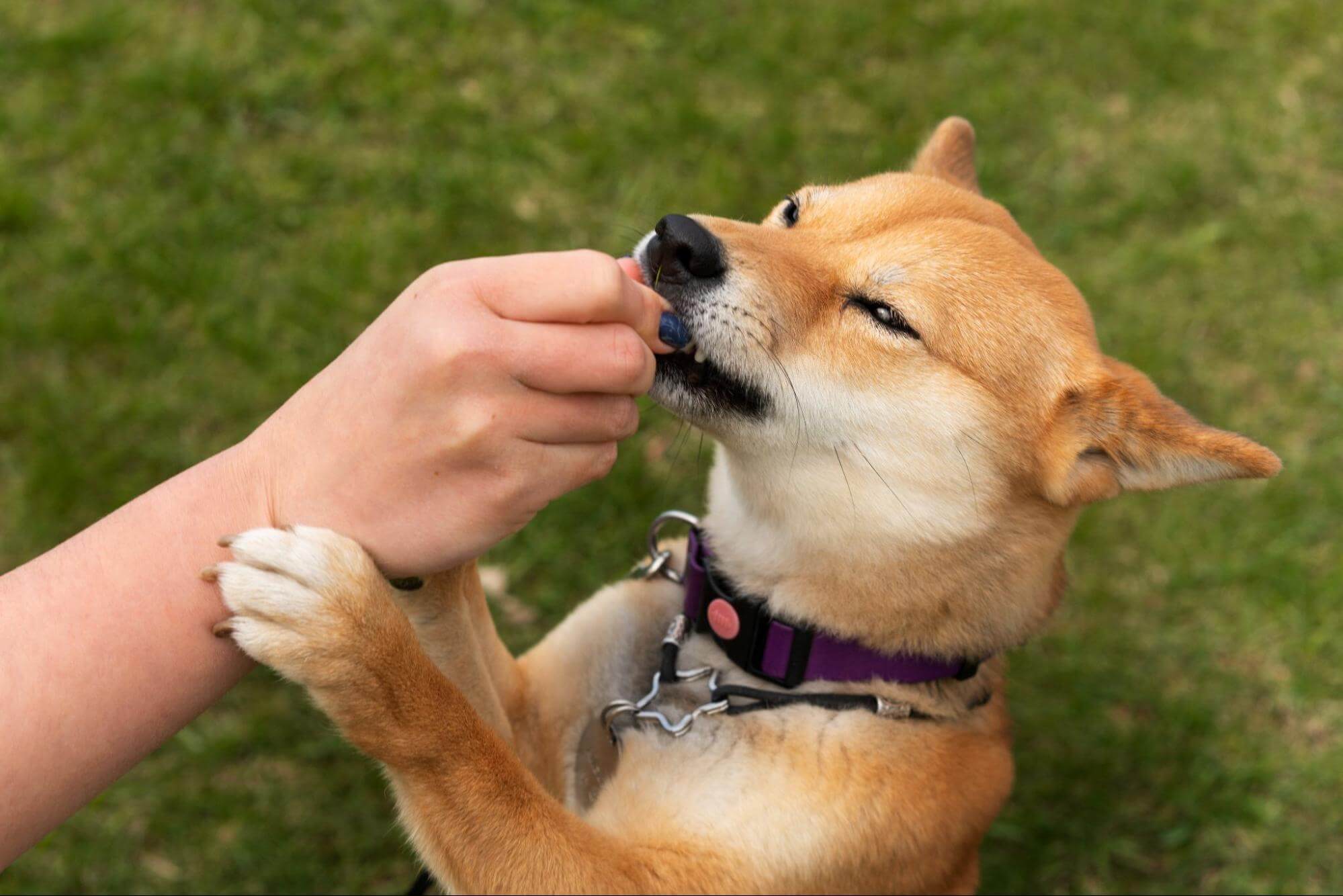 114. AI - smells-that-dogs-can't-smell-1