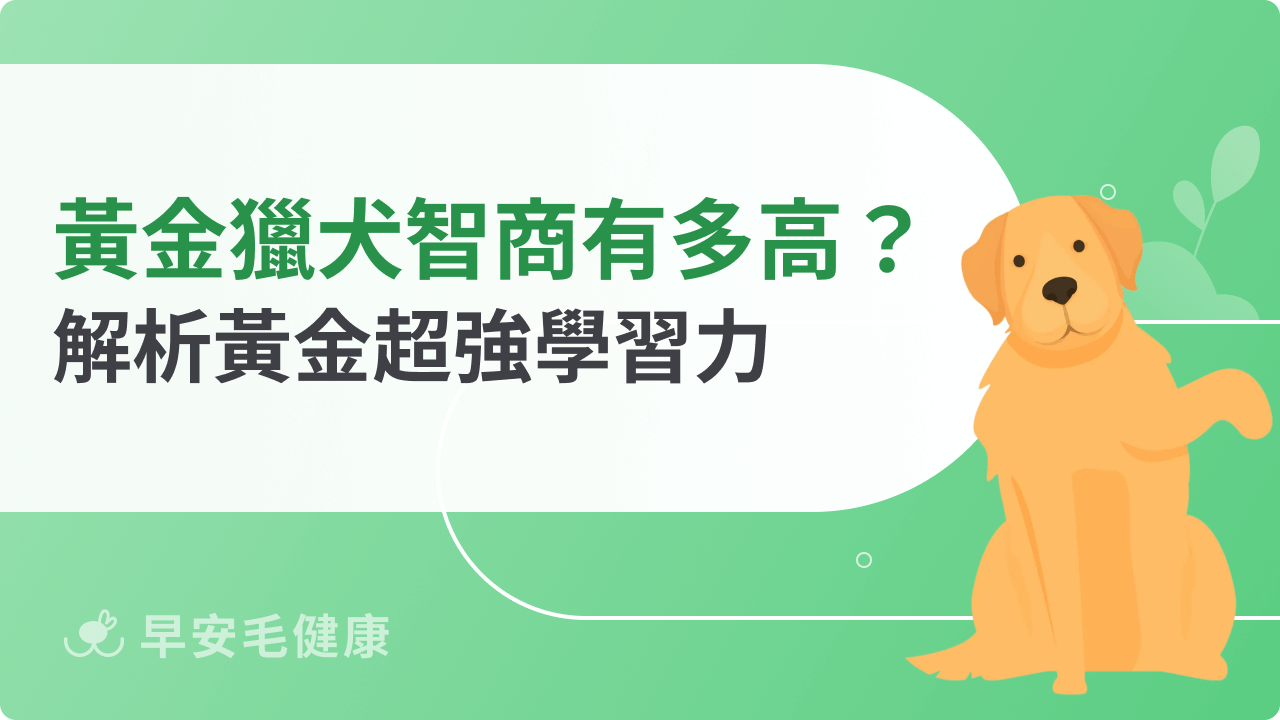 黃金獵犬智商有多高？帶你看牠的超強學習、訓練能力！