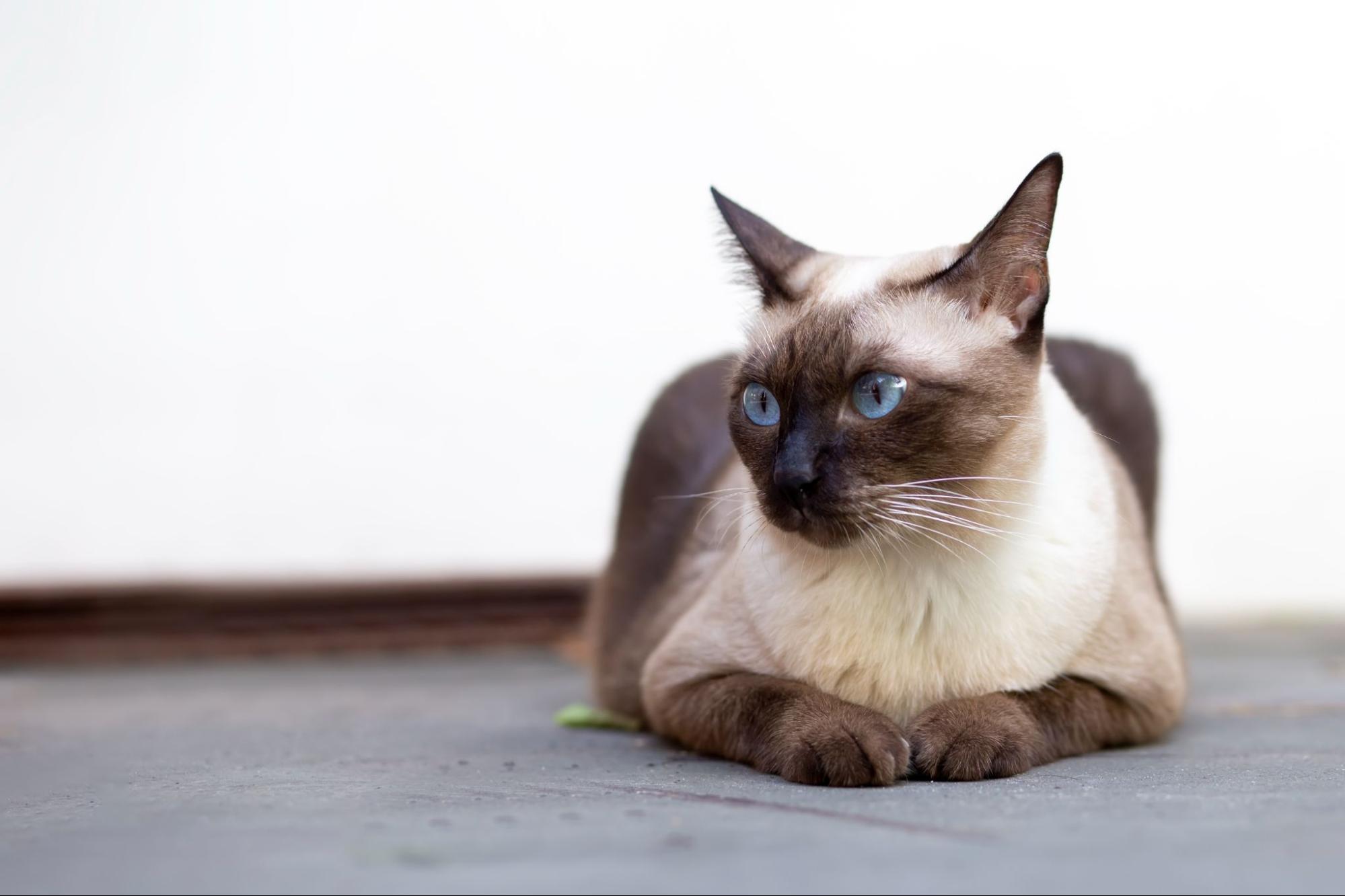 212. AI - siamese-cat-colors-1