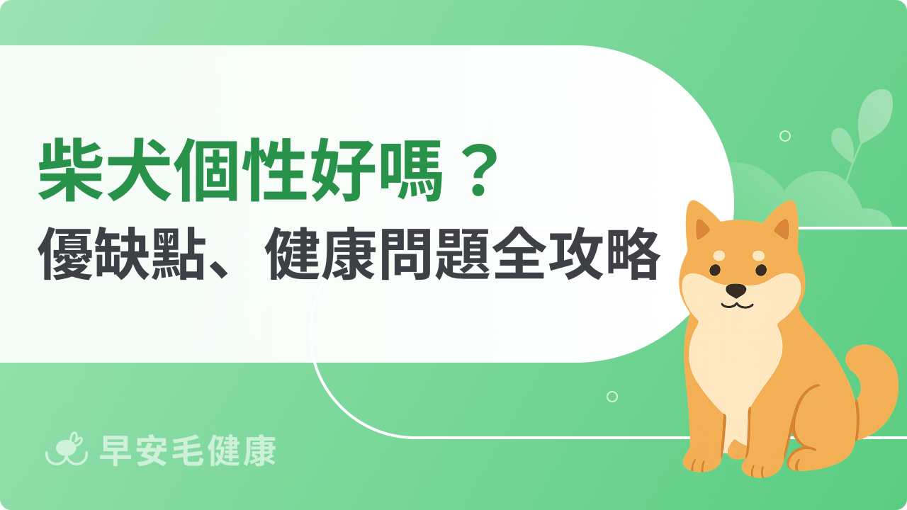 柴犬個性好嗎?優缺點、健康問題與飼主建議全攻略