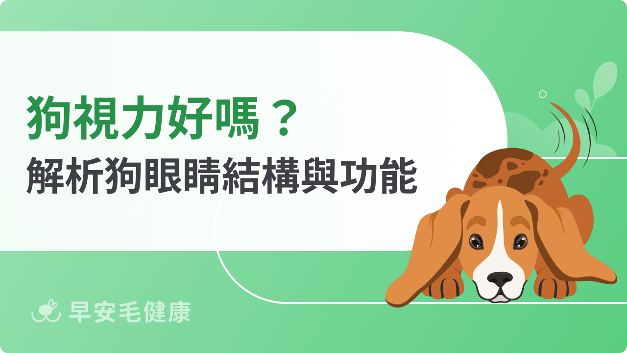 狗視力與人類差在哪?解析狗狗眼睛結構、看世界的樣子