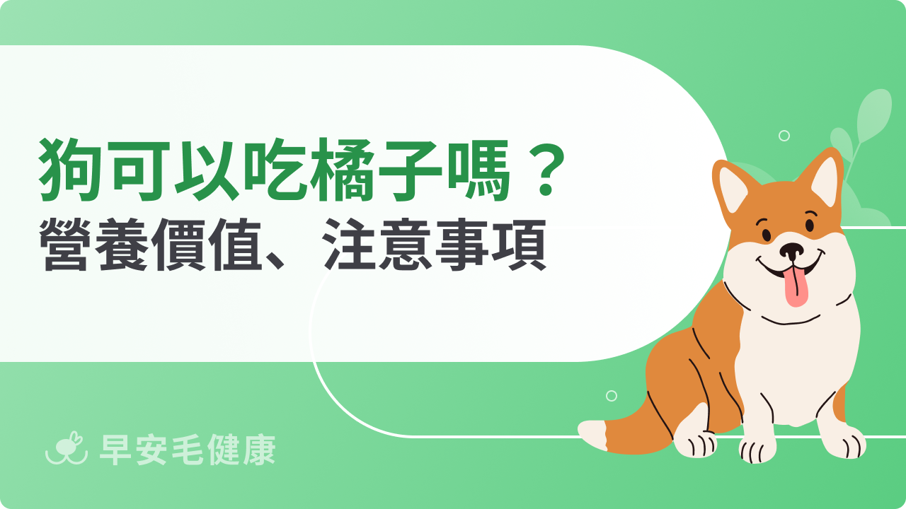 狗可以吃橘子嗎?吃對補充維他命,吃錯恐釀危機!