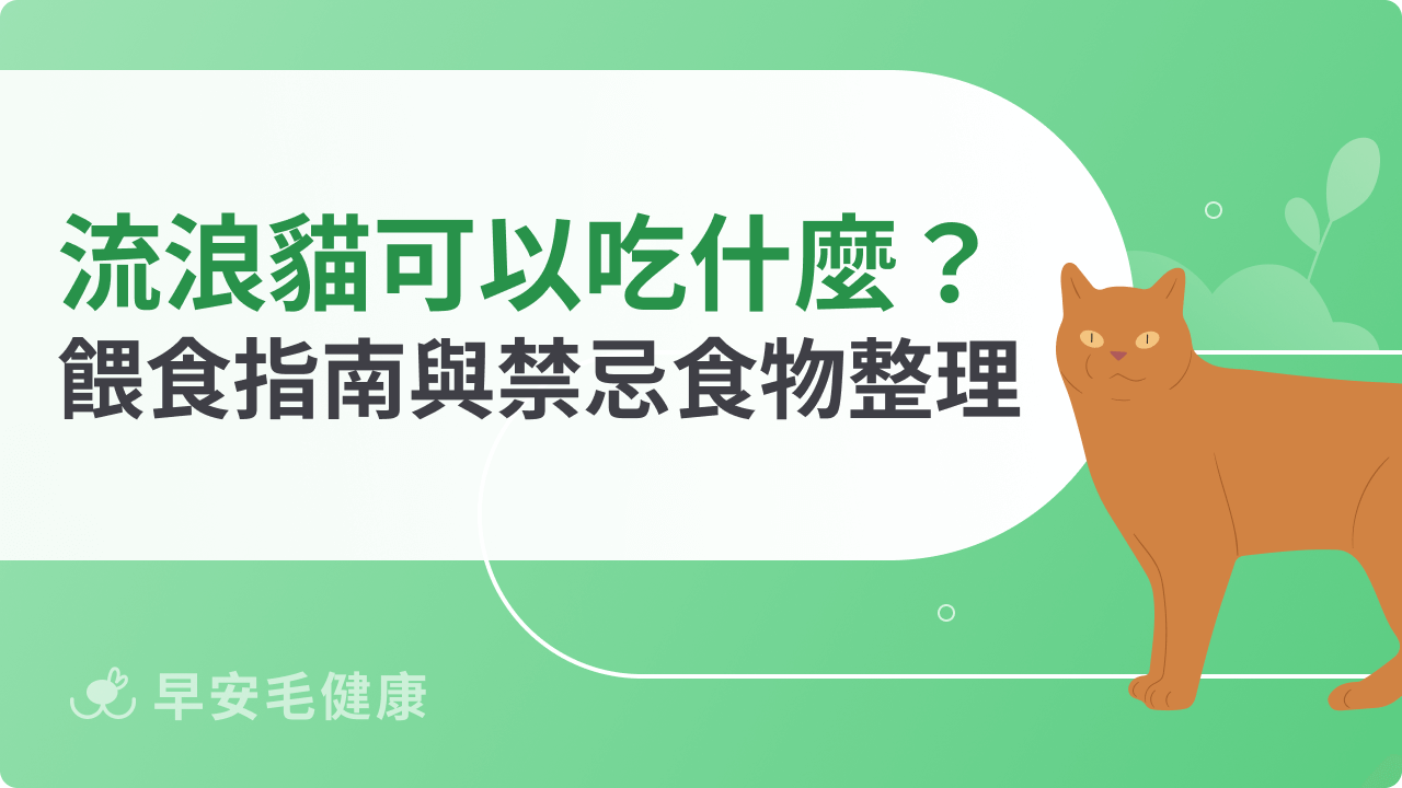 流浪貓可以吃什麼?安全餵食指南與常見禁忌食物總整理