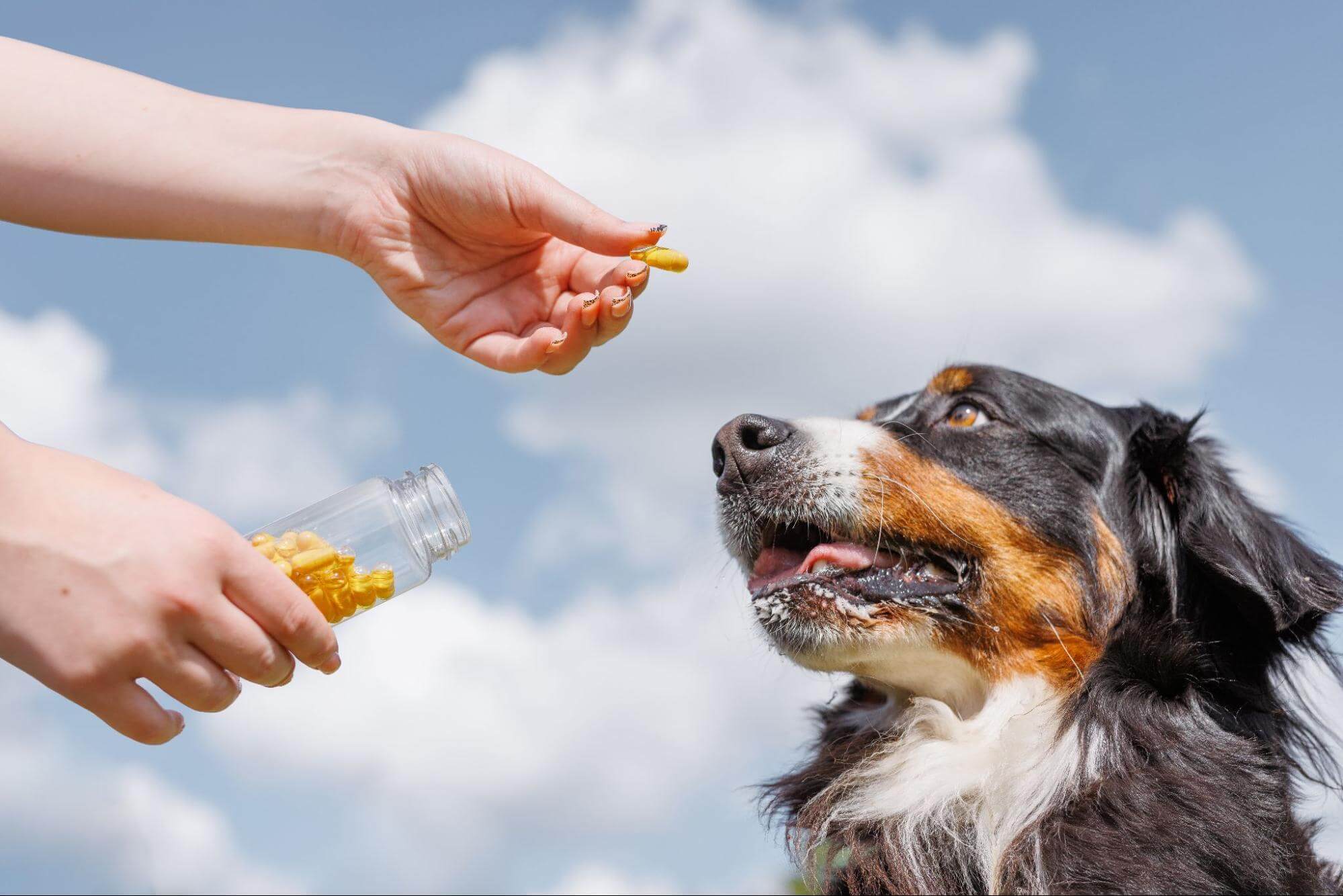 41. AI - benefits-of-fish-oil-for-dogs-1