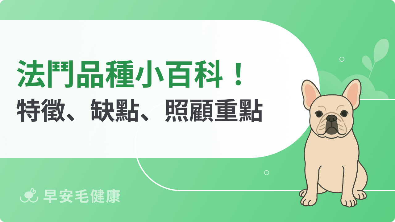 法鬥飼養要注意什麼事?品種歷史、遺傳疾病、照顧重點總整理!