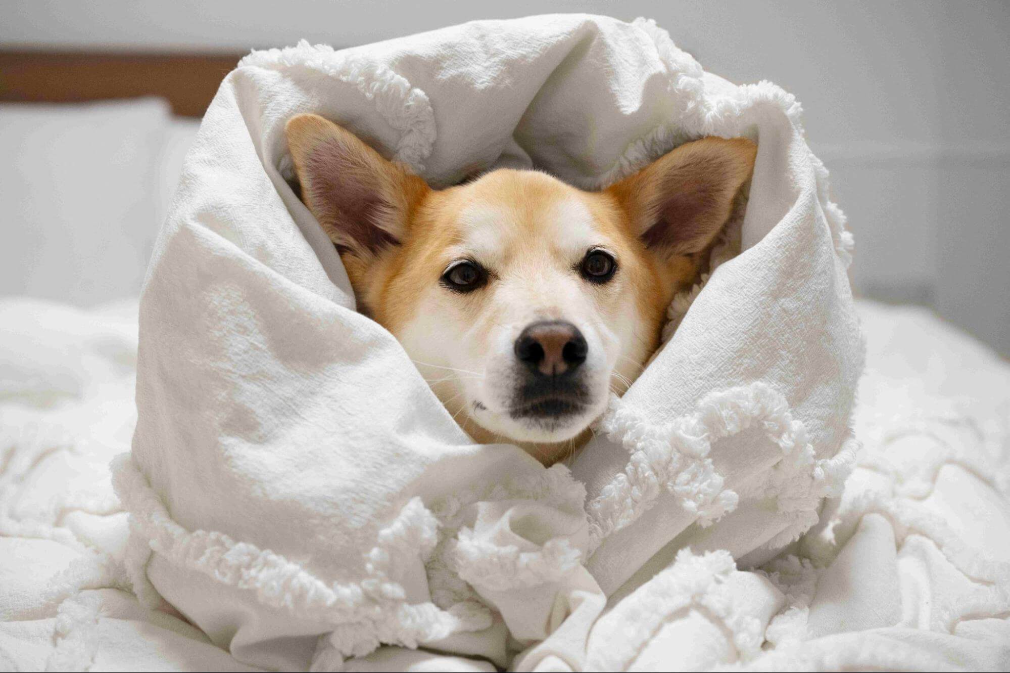 26. dog-vomiting-4