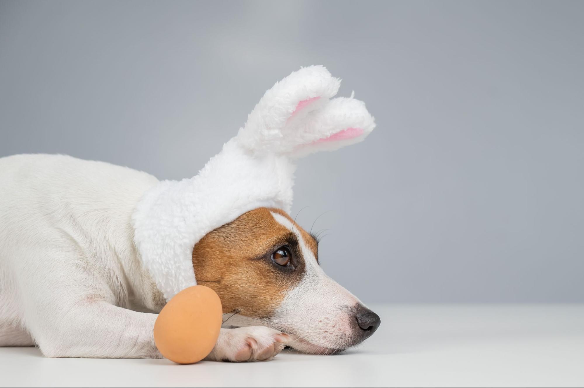 15.AI-can-dogs-eat-egg-yolks-1