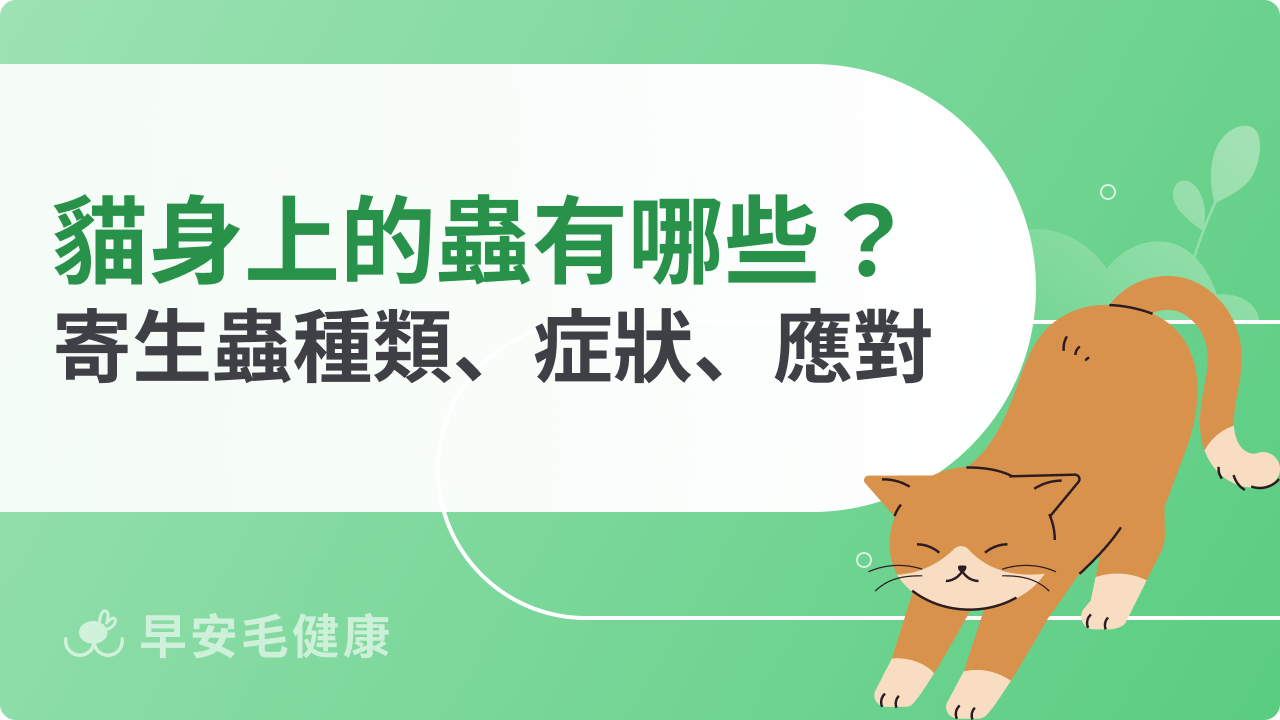貓身上的蟲有哪些?認識常見寄生蟲種類、症狀、應對方法