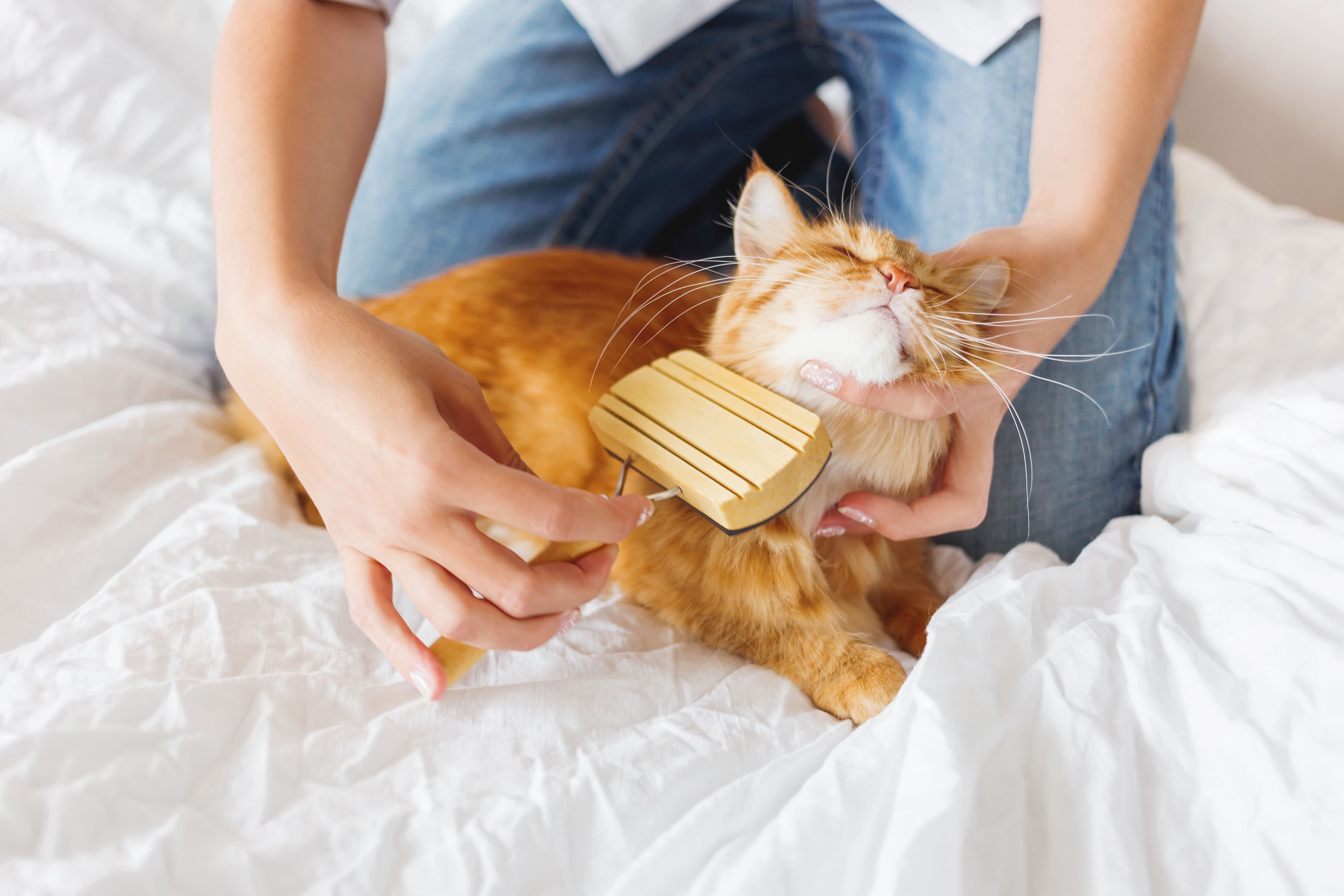 cost-of-raising-a-cat-per-month-1