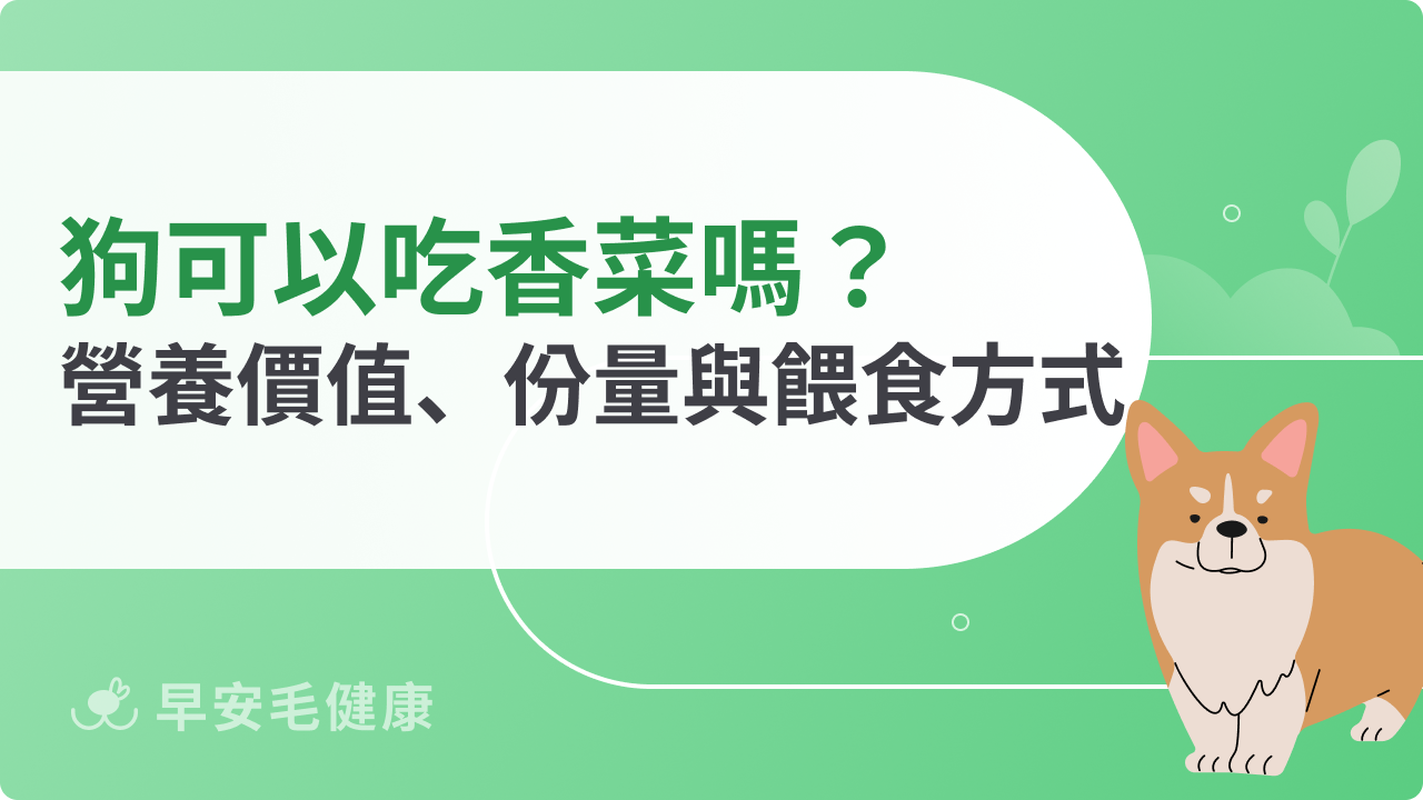 狗可以吃地瓜葉嗎?營養優點、副作用與適合餵食頻率