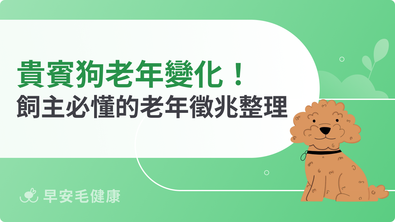 貴賓狗老年行為變化有哪些?飼主必懂的老年徵兆整理