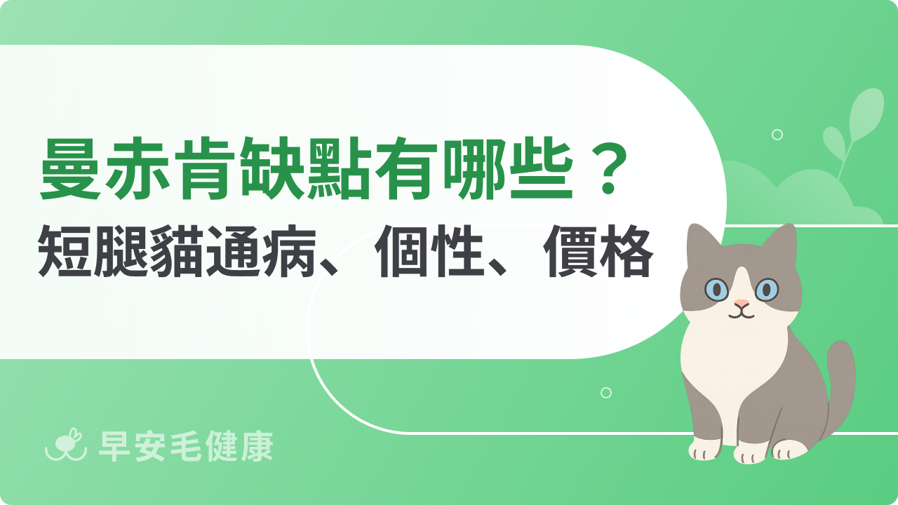 曼赤肯缺點有哪些?短腿貓通病、個性、價格全解析