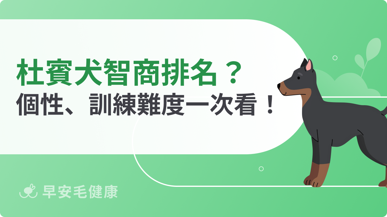 杜賓犬智商有多高?排名、個性特質與訓練難度一次看