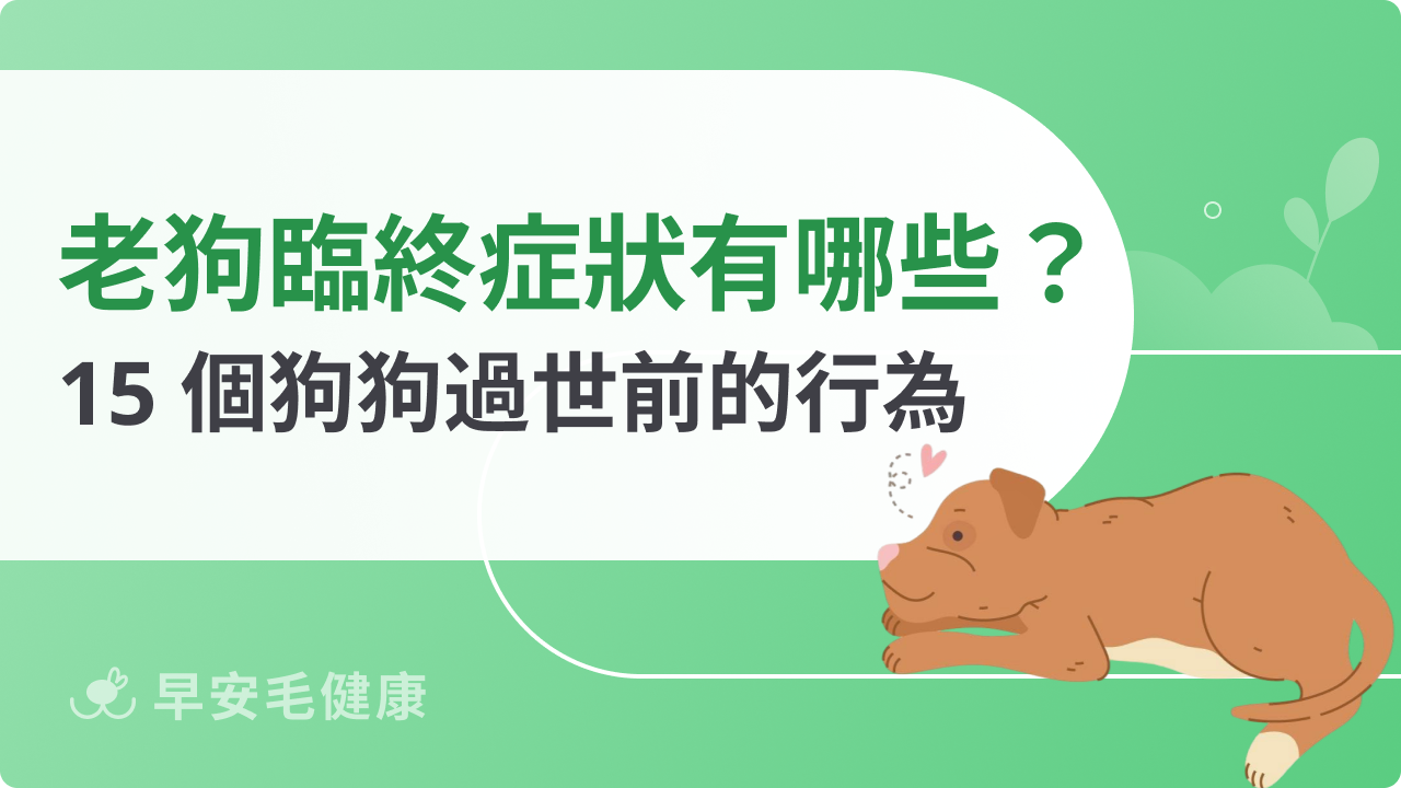 老狗臨終前症狀有哪些?15 個狗狗過世前的行為與陪伴建議
