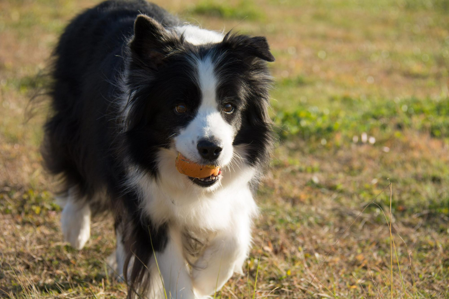 239. AI - border-collie-price-1