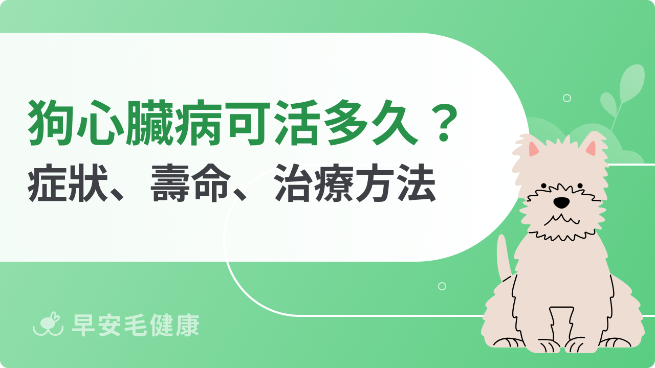 狗狗心臟病可以活多久?狗狗心臟病症狀、壽命、治療方法