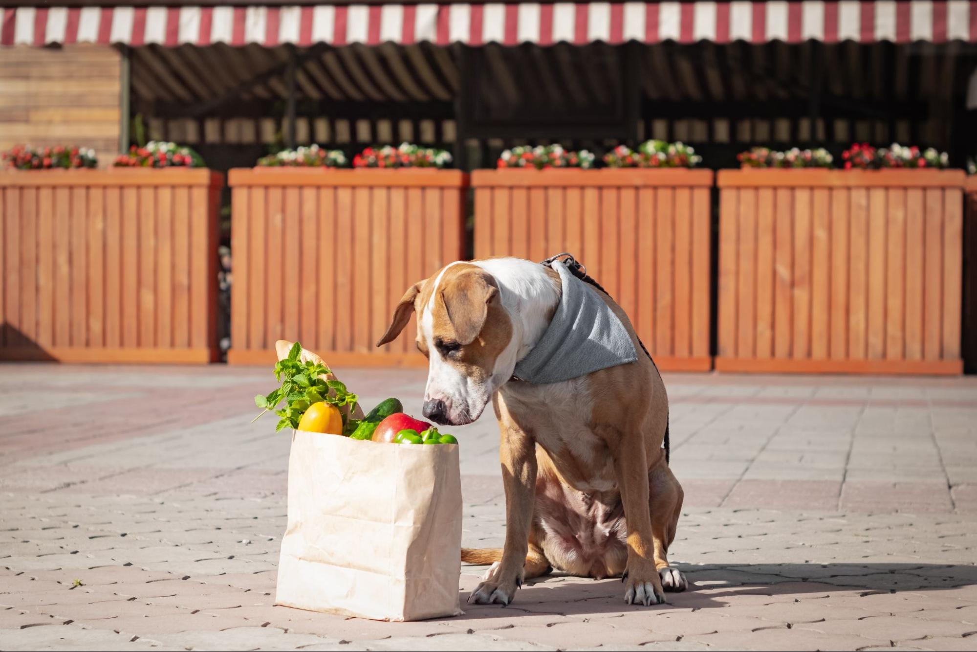 188. AI - can-dogs-eat-pear-1