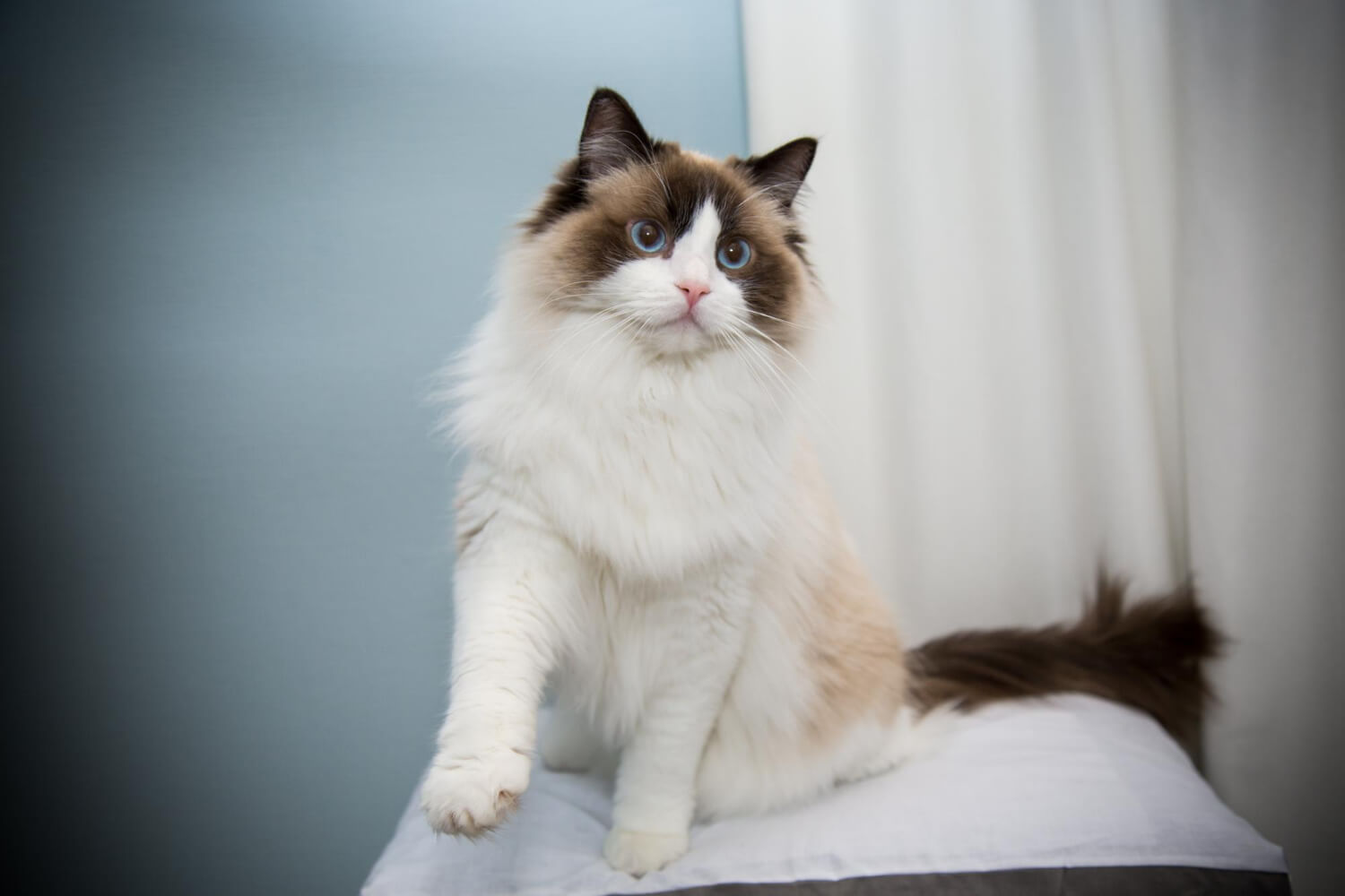 202. AI - ragdoll-cat-flower-color-3