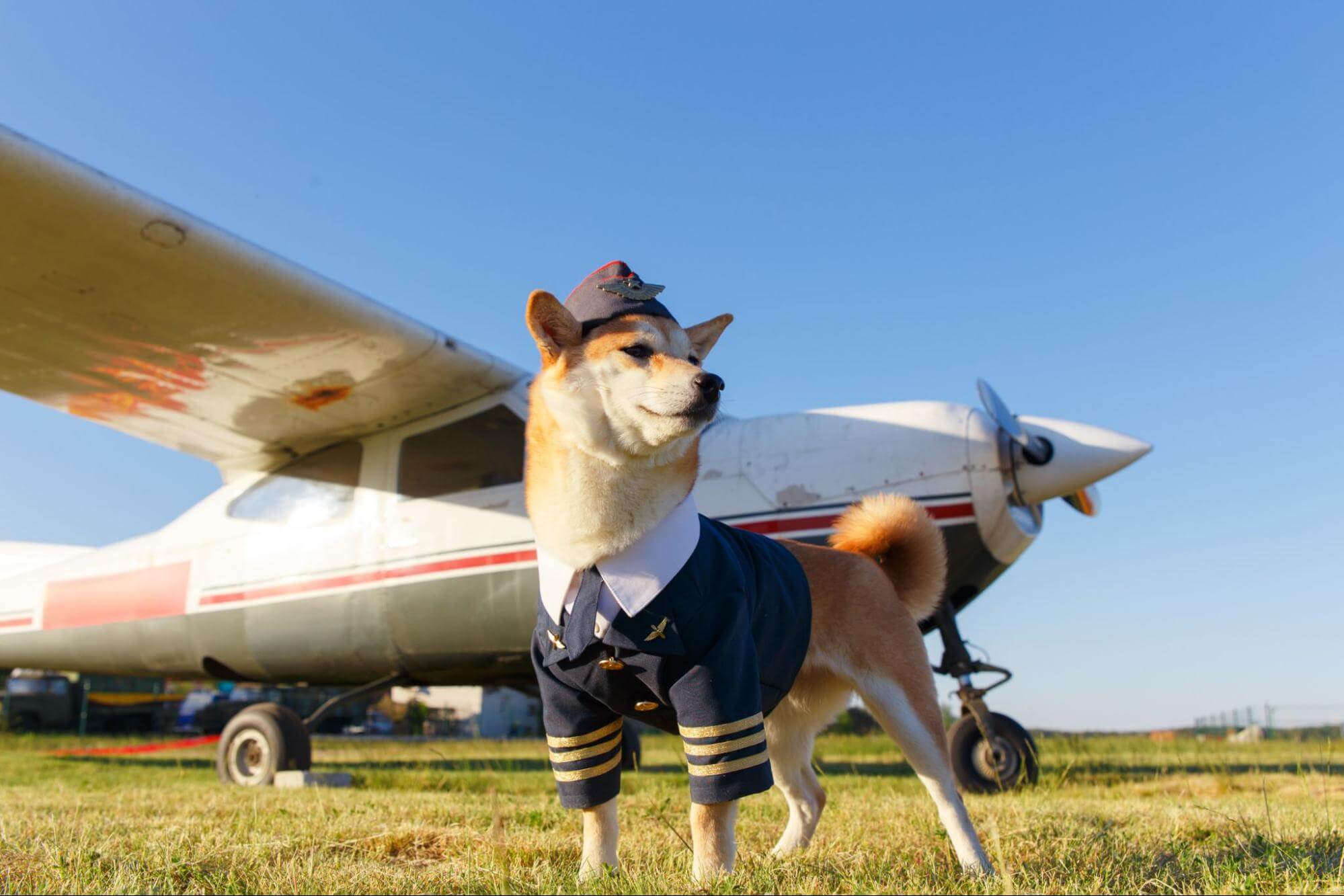 109. AI - pets-taking-airplane-1