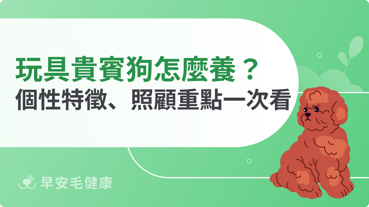 玩具貴賓狗怎麼養?個性特徵、照顧重點一次看
