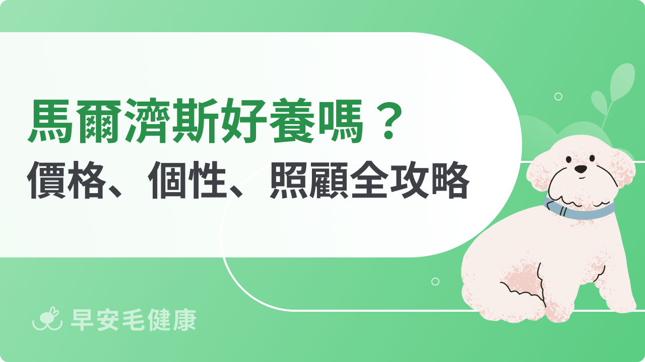 馬爾濟斯懶人包!馬爾濟斯價格、個性、缺點與照顧指南
