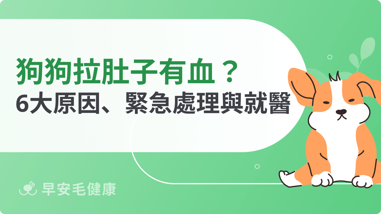 狗狗拉肚子有血怎麼辦?6大原因、緊急處理與就醫建議
