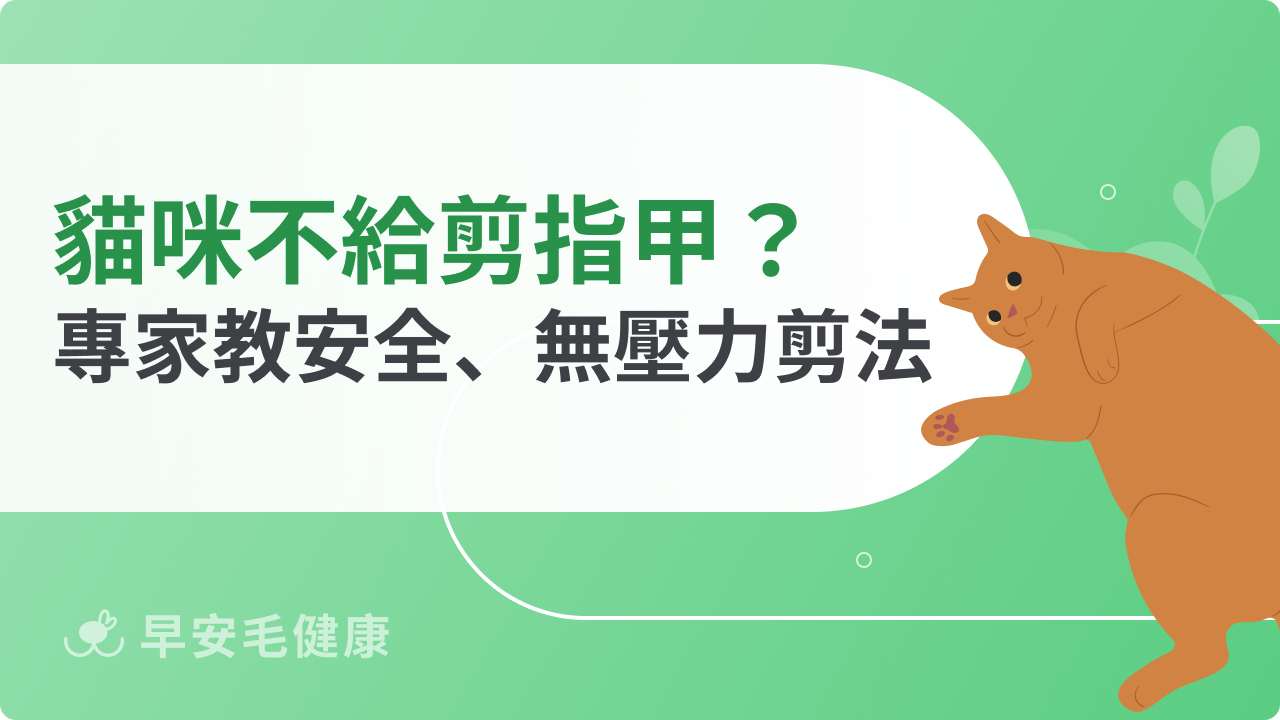 貓咪不給剪指甲怎麼辦?專家教你安全又無壓力的剪法